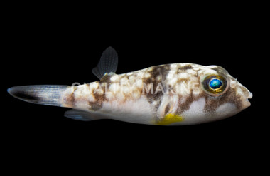 Sand Pufferfish