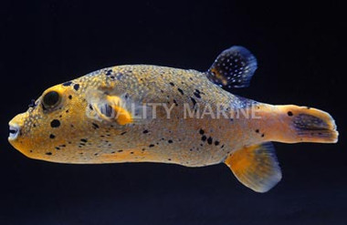 Blue & Gold Pufferfish