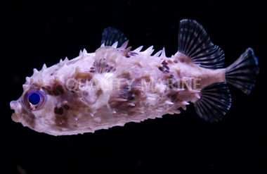 Bicolor Toby Pufferfish