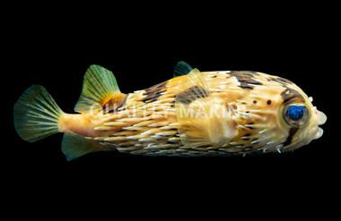 Spider Eye Pufferfish