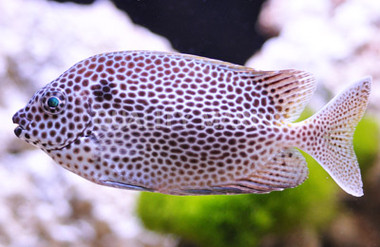 Brown Spotted Rabbitfish