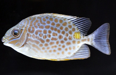 Yellow Blotch Rabbitfish