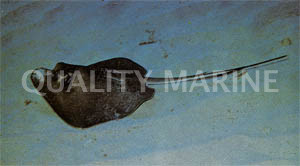 Southern Stingray