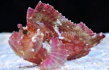 Red Leaf Scorpionfish