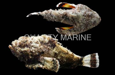 Stonefish Scorpionfish :: 28008