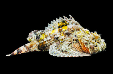 Stonefish Scorpionfish :: 28008