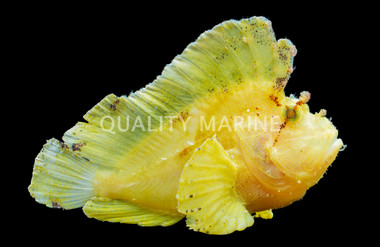Yellow Leaf Scorpionfish