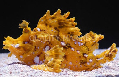 Yellow Frilly Scorpionfish