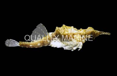 Dragon Sea Moth