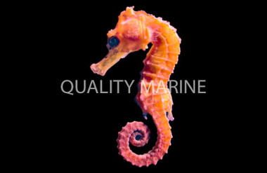 Reidi Seahorse, Orange
