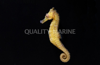 Lined Seahorse, Sub Adult/Female