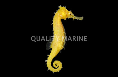 Barbouri Seahorse, Male