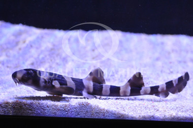 Banded Bamboo Shark