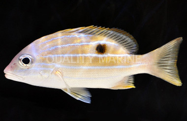 Five Lined Snappers