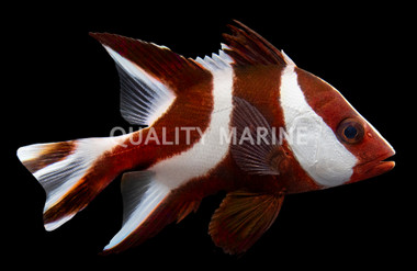 Emperor Red Snappers
