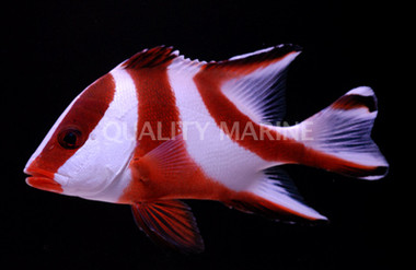 Emperor Red Snappers