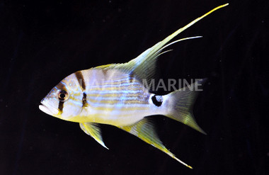 Sailfin Snappers, Adult