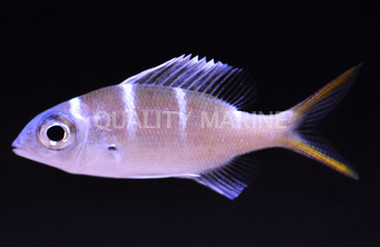 Humpnose Big Eye Bream