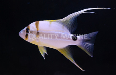 Sailfin Snappers, Juvenile