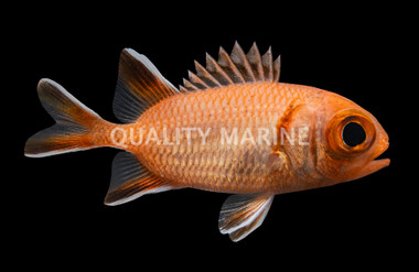 Bigeye Soldierfish :: 30501