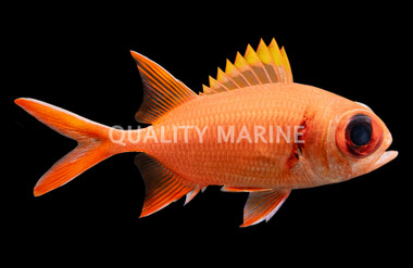 Bigeye Soldierfish :: 30501