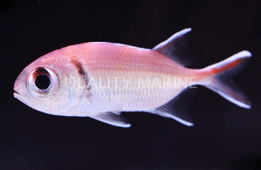 Black Bar Soldierfish :: 30503