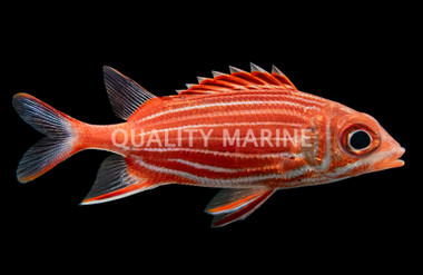 Clearfin Squirrelfish