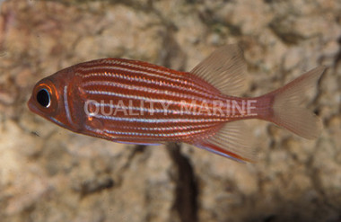 Clearfin Squirrelfish