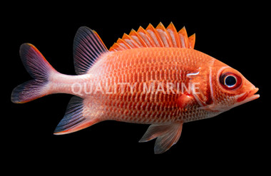 Silverspot Squirrelfish