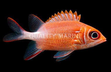 Silverspot Squirrelfish