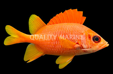 Sabre Squirrelfish