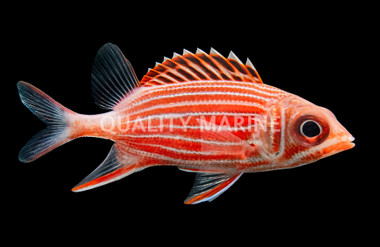 Striped Red Soldierfish :: 30521