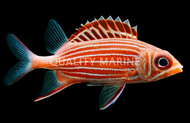 Striped Red Soldierfish :: 30521