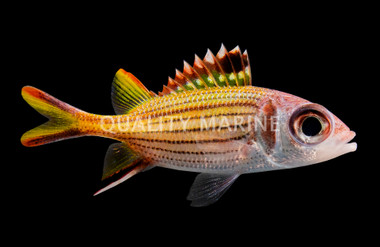 Sammara Squirrelfish