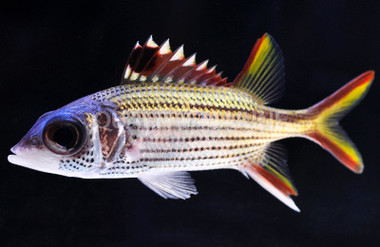 Sammara Squirrelfish