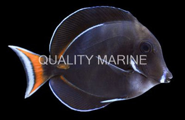 Achilles Tang, Juvenile