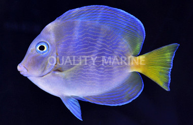 Atlantic Blue Tang