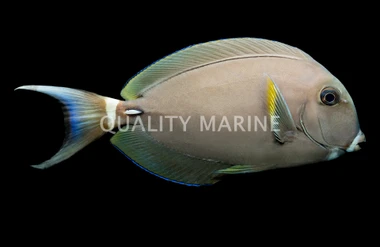 Pale Lipped Tang