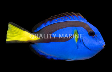 Blue Tang
