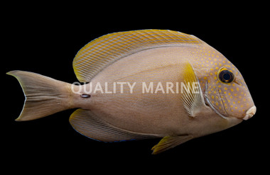 White Freckled Tang