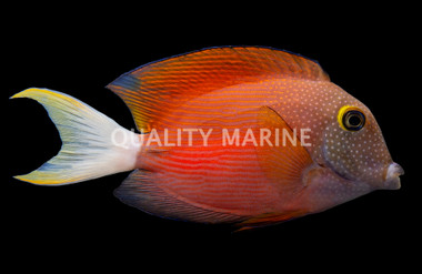 Whitetail Bristletooth Tang