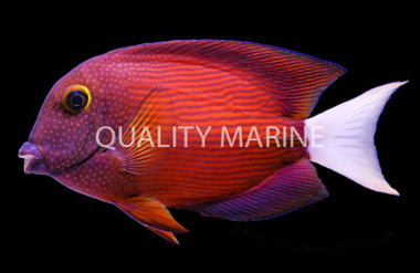 Whitetail Bristletooth Tang