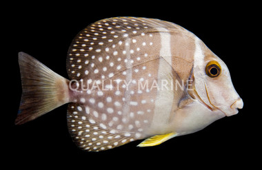Mustard Guttatus Tang