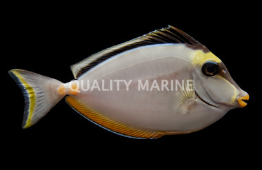 Naso Tang