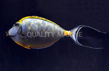Blonde Naso Tang w/Streamer