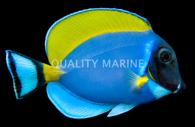 Powder Blue Tang