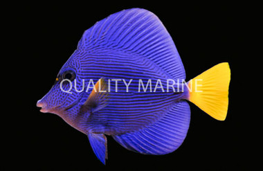 Purple Tang