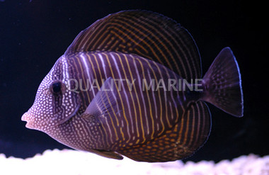 Desjardini Sailfin Tang