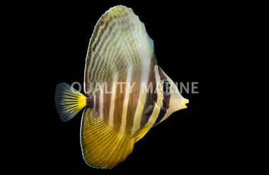 Sailfin Tang