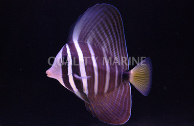 Sailfin Tang